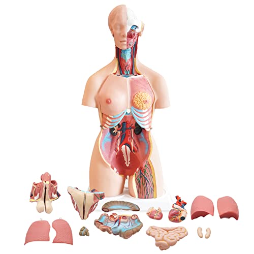 FriCARE Human Body Anatomy Torso Model, 33.8" for Medical Students Teaching