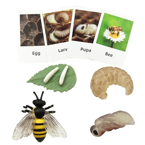 Mbrain 4pcs Bee Growth Cycle with Flash Cards,Life Cycle Learning & Education Toys,Montessori Toys,Gift for Girl & Boy for 3 4 5 6 7 Year Old (Bee) - color: Bee