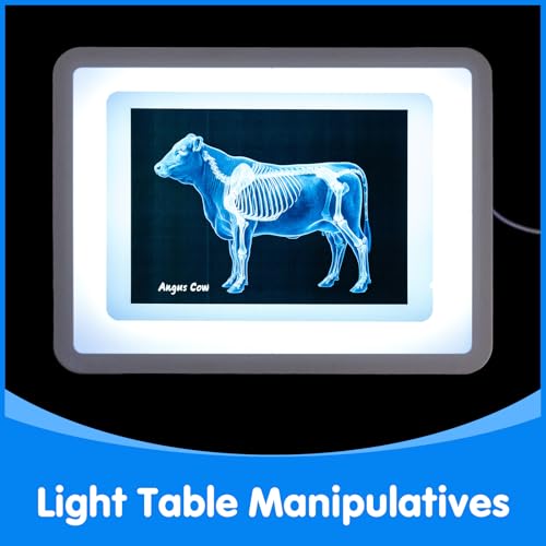 10 Pcs Farm Animal Xrays - Light Table Accessories - style: Farm Series