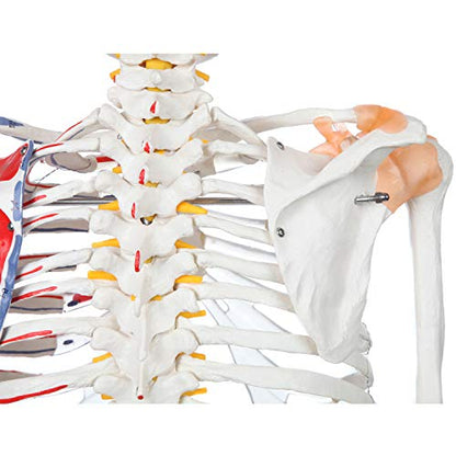 Axis Scientific Flexible Skeleton Anatomical Model