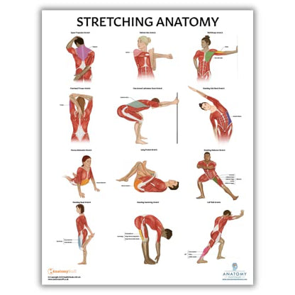 Anatomy Lab Stretching, Muscular, and Skeletal Human Anatomy Poster Set - 3 PACK LAMINATED, 17.3 x 22.5 Inches, Detailed Skeletal System and Muscle Chart Anatomy Poster - color: Stretching + Muscular + Skeletal