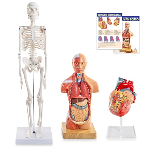 Human Body Skeleton and Heart Anatomcal Model Set