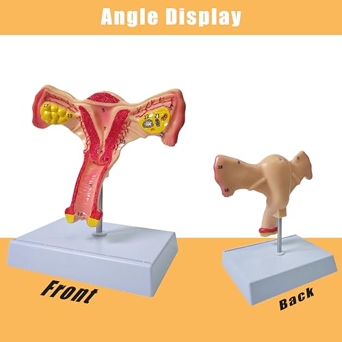 Human Uterus Anatomy Models, Female Ovary Anatomical Model, Anatomy and Physiology Study Tools for Medical, Educational, or Teaching, with Detailed Product Manual