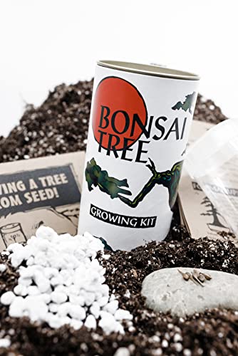 Bonsai Tree Grow Kit | Japanese Flowering Cherry | White Design | The Jonsteen Company