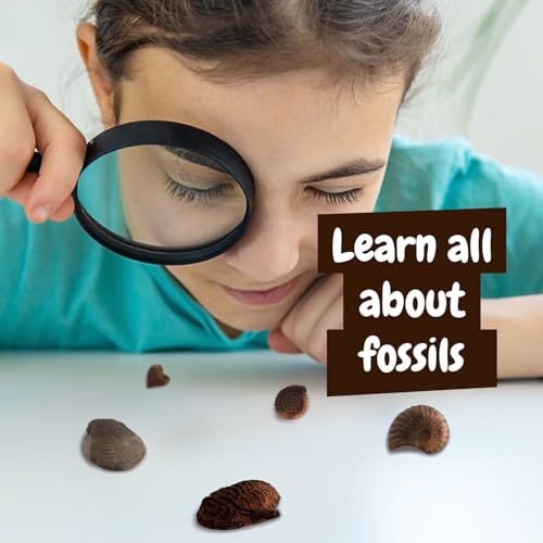 Science4you Fossil Digging Kit for Kids – Archeology, Excavation and Paleotology Kits for Kids, Fossil Dig, Stem Toy and Gift for Boys and Girls Age 6 7 8-12+ - style: 2. Fossil Excavation Kit
