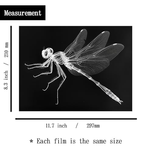 Animal X-Ray Set, Educational Science Kit, Light Table Accessory for Children (Insects) - style: Insects