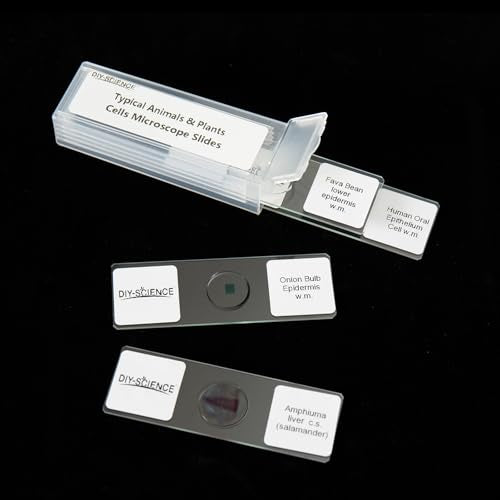Typical Animals and Plants Cells Microscope Slides, Amphiuma Liver, Human Oral Epithelium, Fava Bean Lower Epidermis, Onion Epidermis, 4 Prepared Slides for Biology Science Class
