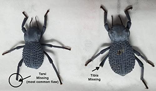 Flawed Blue Death Feigning Beetle (Group of 10) - Fun & Easy Care - Live Ironclad Beetle!
