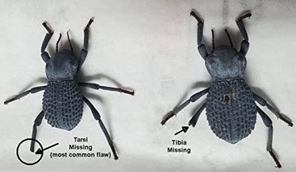 Flawed Blue Death Feigning Beetle (Group of 10) - Fun & Easy Care - Live Ironclad Beetle!