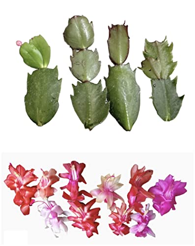 No Root Plant cuttings from USKC (Thanksgiving Cactus cuttings 4pcs Random Color) - color: Thanksgiving cactus cuttings 4pcs Random color