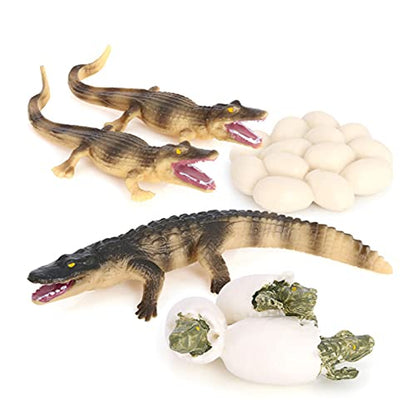 Crocodile Growth Cycle, Animal Growth Cycle Biological Model Toy Growth Stage Lifelike Crocodile Life Cycle Model Set for Kids Education Insect Themed Party Favors - style: Crocodile