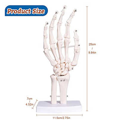 Hand Skeleton Model - Medical Human Finger Bone Anatomy Bendable Right Hand Skeleton with Articulated Joints Wrist Ulna and Radius