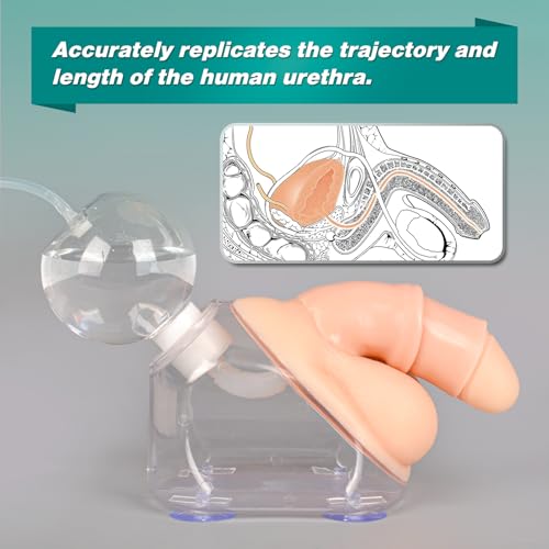 Male Urethral Catheterization Simulator, Urinary Catheter Anatomy Model for Medical Students Or Nurses, Catheterization Model