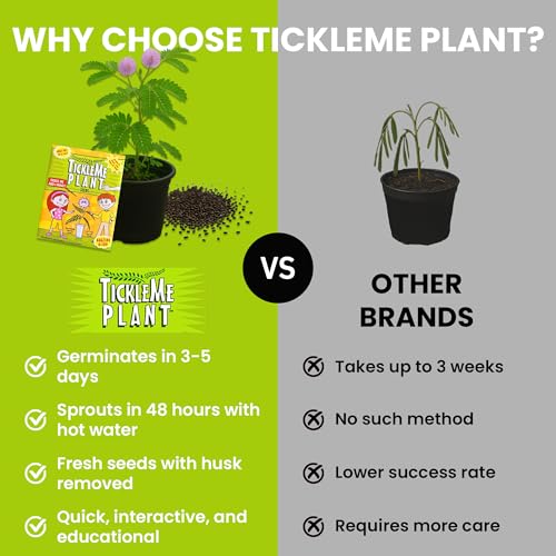 TickleMe Plant Seeds (2-Pack) – Touch-Sensitive Plant that Closes Leaves When Touched – Easy Indoor House Plant Seeds – Fun Educational Activity for Kids & Adults - style: 2 Seed Packets