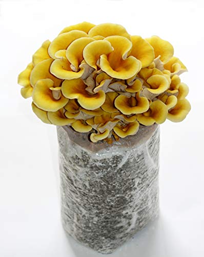 Two Mushroom Grow Kits, 3Lb Each (Blue Oyster & Golden Oyster) - style: Blue Oyster & Golden Oyster
