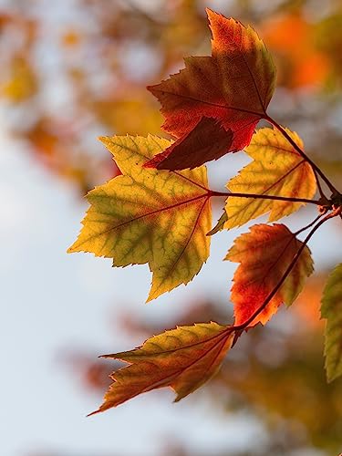 Red Maple | Tree Seed Grow Kit | The Jonsteen Company