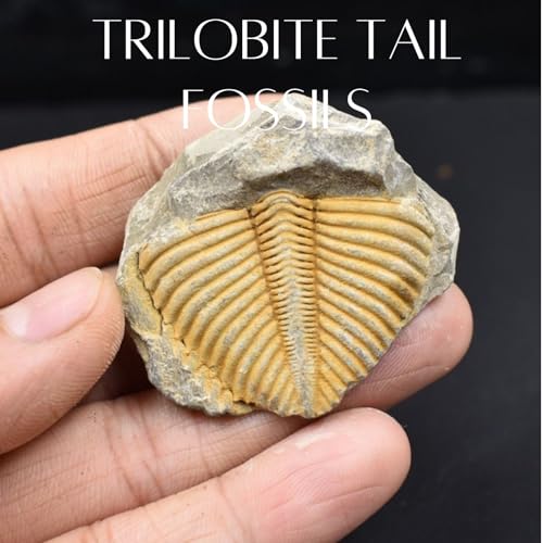 Authentic Fossils with Collection Box & Magnifier (Trilobite Tail) - color: Trilobite