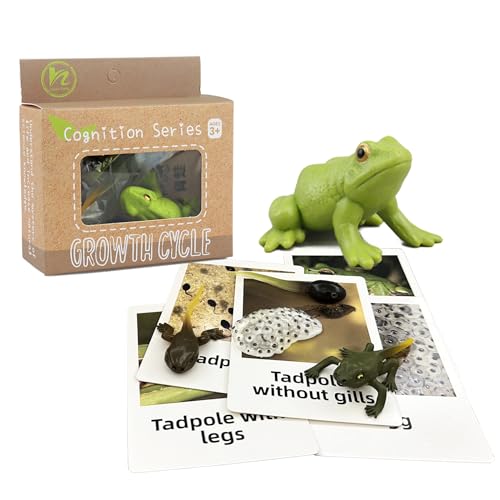 Mbrain5pcs Frog Growth Cycle with Flash Cards,Life Cycle Learning & Education Toys,Montessori Toys,Gift for Girl & Boy for 3 4 5 6 7 Year Old (Frog) - color: Frog