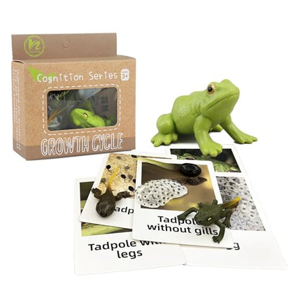 Mbrain5pcs Frog Growth Cycle with Flash Cards,Life Cycle Learning & Education Toys,Montessori Toys,Gift for Girl & Boy for 3 4 5 6 7 Year Old (Frog) - color: Frog