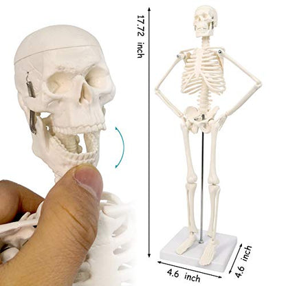 17.7“ Human Skeleton Model for Anatomy,Movable Arms Legs Bones Structures