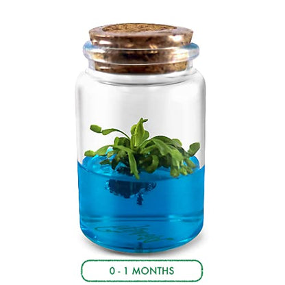 Venus Flytrap Kit, Live Venus Fly Trap Terrarium Included/DIY Beginner Friendly Starter Kit, Educational Growing Plant, Exotic Native