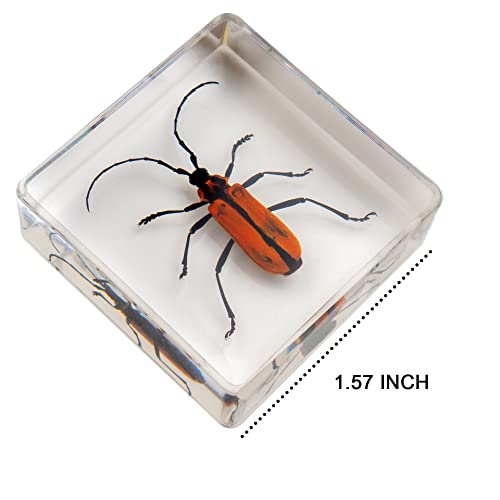 Insect Specimen Set, Bugs Collection Scientific Education Gift for Kids Aged 3-8-12 (Millipede, Centipede, Dragonfly Larvae, Tea Seed Bug, Red Longhorn Beetle, Spiny Spider) - style: Millipede, Centipede, Dragonfly Larvae, Tea Seed Bug, Red Longhorn Beetl