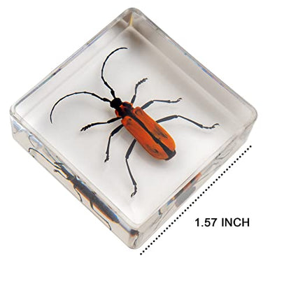 Insect Specimen Set, Bugs Collection Scientific Education Gift for Kids Aged 3-8-12 (Millipede, Centipede, Dragonfly Larvae, Tea Seed Bug, Red Longhorn Beetle, Spiny Spider) - style: Millipede, Centipede, Dragonfly Larvae, Tea Seed Bug, Red Longhorn Beetl