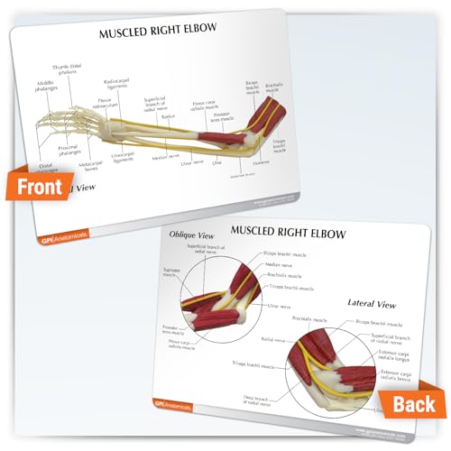 GPI Anatomicals Muscled Elbow ModelModel of Right Elbow with Muscles - style: Muscled Elbow