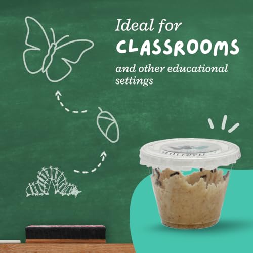 33 Live Painted Lady Caterpillars to Butterflies, Classroom Learning Kit