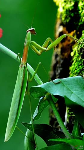 Carolina Praying Mantis Egg Case on a Wooden Stick Attached,with Outdoor Hatching Bag(One Carolina Praying Mantis Egg) –Includes 50-200 Nymphs | Perfect for STEM Education, Eco-Friendly Garden
