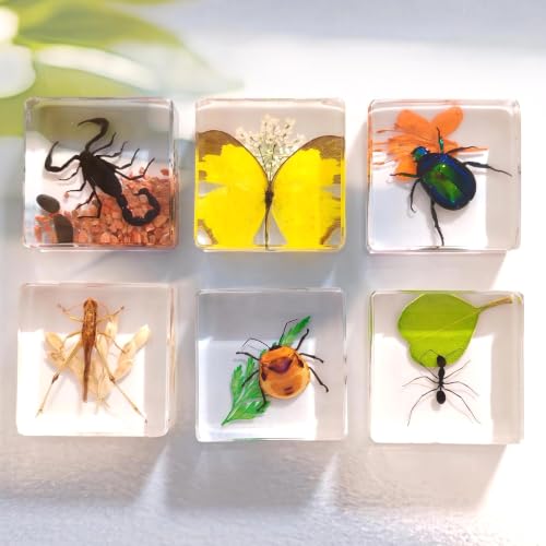 6 Real Insects Specimen in Resin – Taxidermy Bug Butterfly Beetle Locust Scorpion Ant with Scenery, Science Classroom Display,Nature Oddity Decor for Insect Collector, Christmas Birthday Gift(Habitat) - size: 6 Scenery