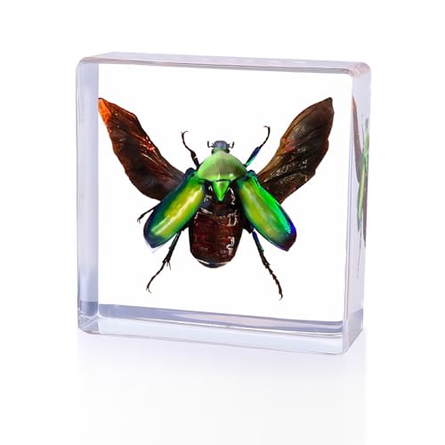 Real Insect Specimen, Taxidermy Beetle Specimen in Resin Display - color: Beetle Specimen