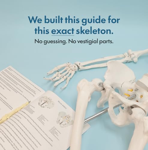 Axis Scientific Life Size Skeleton Model for Anatomy Study