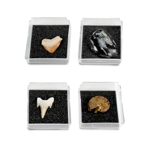 Geoworld Nature Collection – Real Fossil Collection in Display Box for STEM Learning – Educational Geology Set for Kids, Classrooms, and Collectors (Set 1)