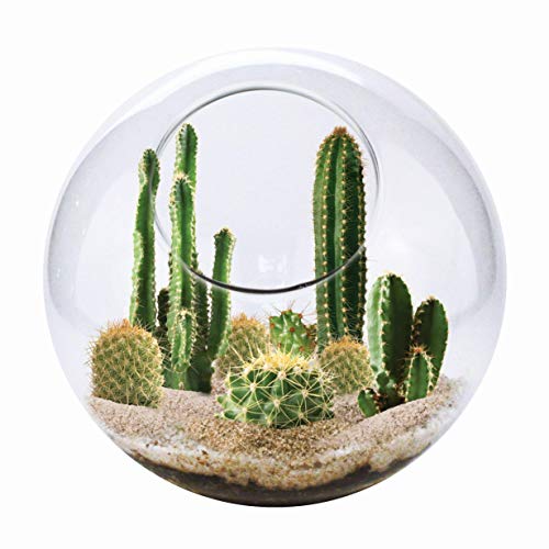 Cactus Succulent Glass Terrarium Starter Kit from Unique Gardener - Grow Your Own Indoor Desert Terrariums - Includes Live Cacti Plants and Easy Setup with Complete Terrarium Supplies - style: Mini Desert