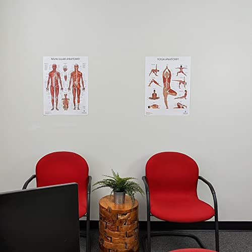Anatomy Lab 2 PACK Muscular, Yoga Anatomy Poster Set - color: Yoga + Muscular