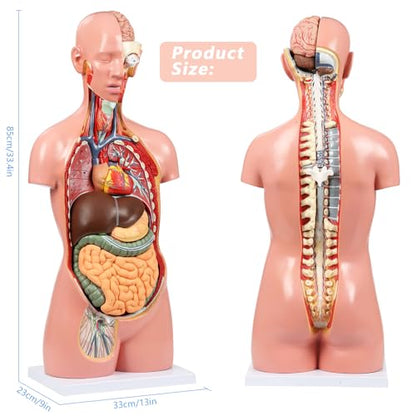JNMFTD Human Torso Anatomy Model, 33.4" 17 Part Removable Life-Size Model with Heart Brain Visceral Organ Muscular Layers Bone Vessels Nerves Includes Product Manual for Medical Scientific Education - size: 35"L x 11"W