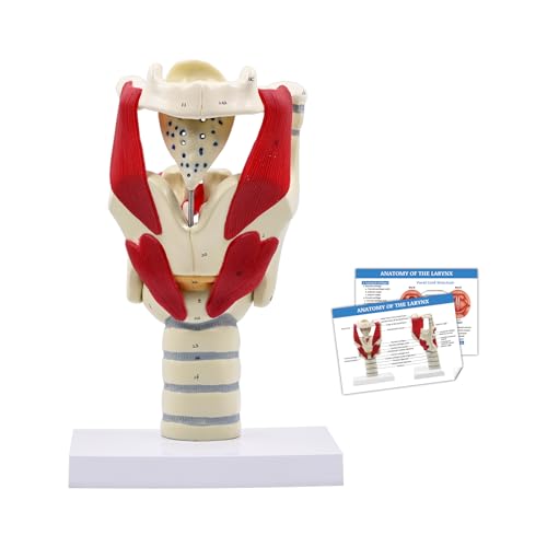 JNMFTD 3X Larynx Function Anatomy Model, Enlarged Human Pharynx Model Throat Muscle Cartilage Glottis Laryngeal Prominence Movable with Labeled Number Product Manual Card for Medical Education Study - size: 12"L x 5"W