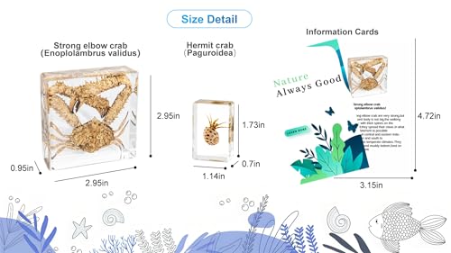 7 Marine Life Specimens Ocean Animals in Resin,Large Crab Taxidermy with Information Cards,Aquatic Insect Specimen Bug Supplies,Marine Biology Gifts,Starfish Collection Aquarium Coastal Décor (Ocean) - size: 7 Marine Life