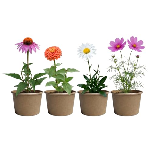 Buzzy Seeds Save the Bees Wildflower Grow Kit 12-Pack, Pollinator Friendly