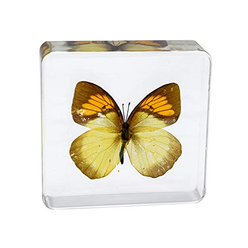 Real Insect Butterfly Specimen Paperweight Animal Taxidermy Collection Display Sciecne Classroom Specimen for Science Education (Butterfly 13) - color: Butterfly 13