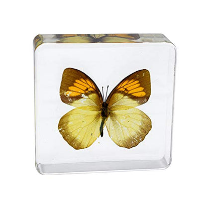 Real Insect Butterfly Specimen Paperweight Animal Taxidermy Collection Display Sciecne Classroom Specimen for Science Education (Butterfly 13) - color: Butterfly 13