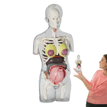 Human Body Model for Kids | Pregnancy Skeleton Model Toy | Anatomical Assembly Educational Toys for Children Classroom Students Learning Enthusiasts Preschool