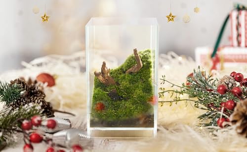 27 PCS Glass Plant Terrarium Kit with LED Grow Light– DIY Moss Terrarium Kit for Adults, Mini Garden Set for Succulent, Real Live Moss, and Air Plants – Home Office Decoration & Unique Gift fo Friend - size: Tall Cube Set