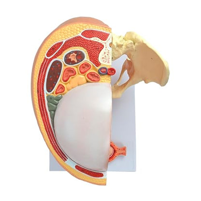 Axis Scientific Anatomy Model of Pregnancy Pelvis