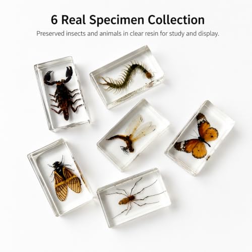 6pcs Real Insect Specimen,Taxidermy Cicada Scorpion & Specimen in Resin - color: 6Pcs Insect Specimen