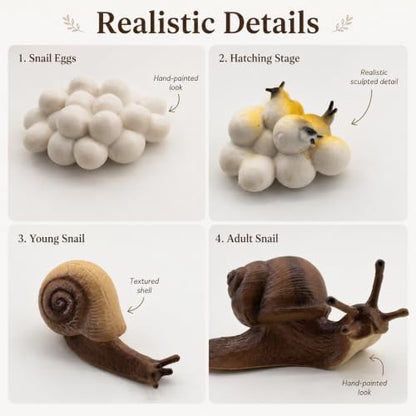 Montessori Life Cycle Animal Figures with Flash Cards, Lifelike Animal Growth Cycle Biological Model Set (Snail) - style: Snail