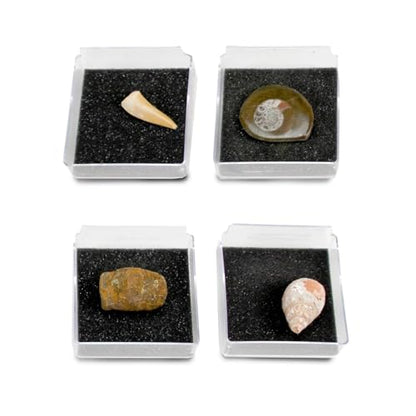 Geoworld Nature Collection – Real Fossil Collection in Display Box for STEM Learning – Educational Geology Set for Kids, Classrooms, and Collectors (Set 1)