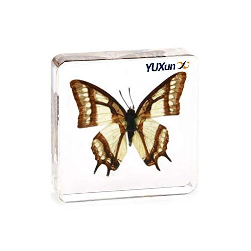 Real Insect Butterfly Specimen Paperweight Animal Taxidermy Collection Display Sciecne Classroom Specimen for Science Education (Butterfly 9) - color: Butterfly 9