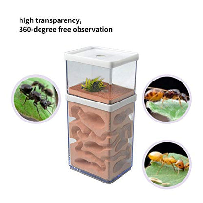 2-Tier Plaster Ant Farm Formicarium Transparent Ant Nest Habitat